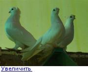 Узбекские бойные голуби 123131557096498592